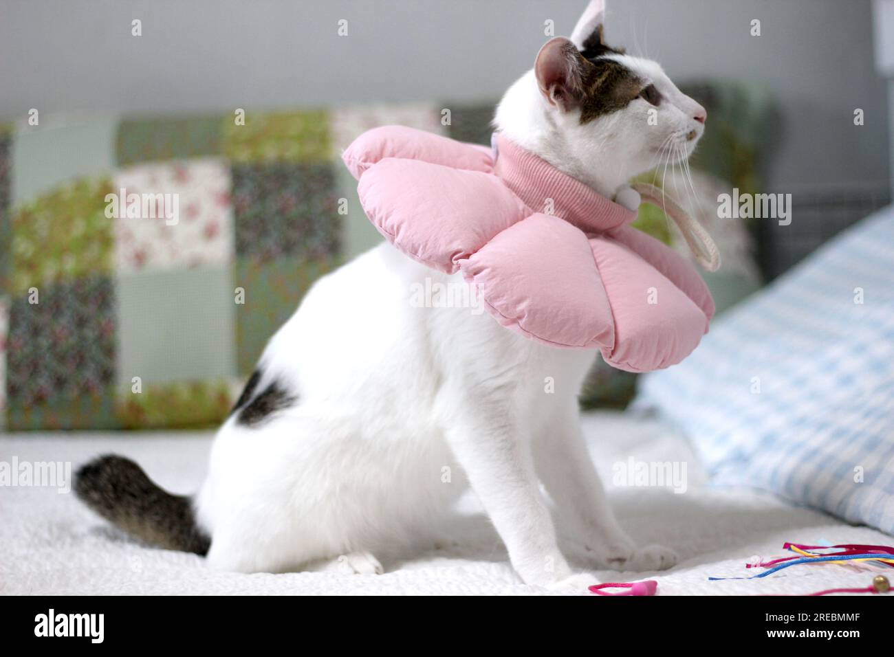 Japanese bobtail little cat with Elizabethan collar after spay surgery
