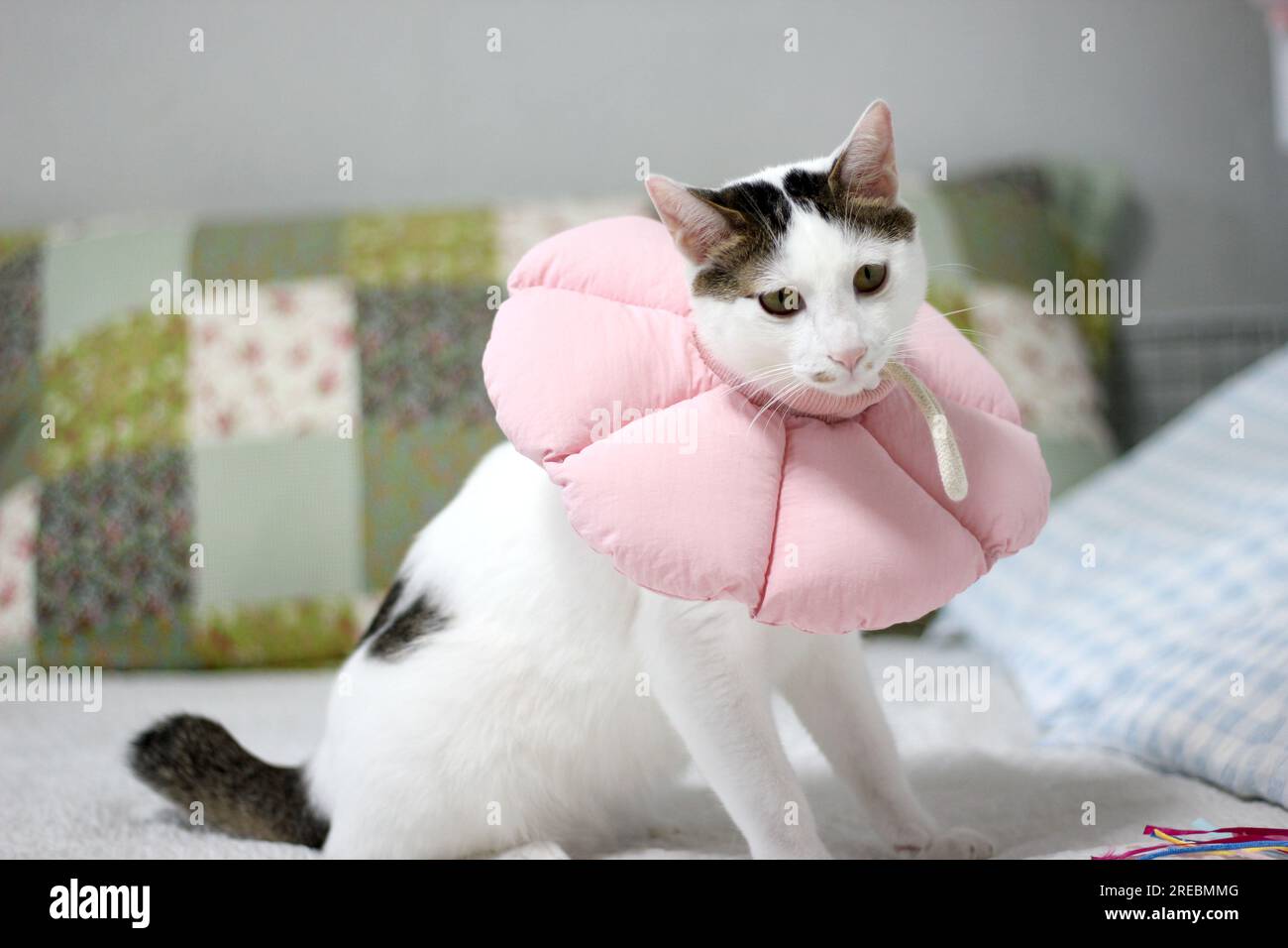 Cat spay hi res stock photography and images Page 3 Alamy