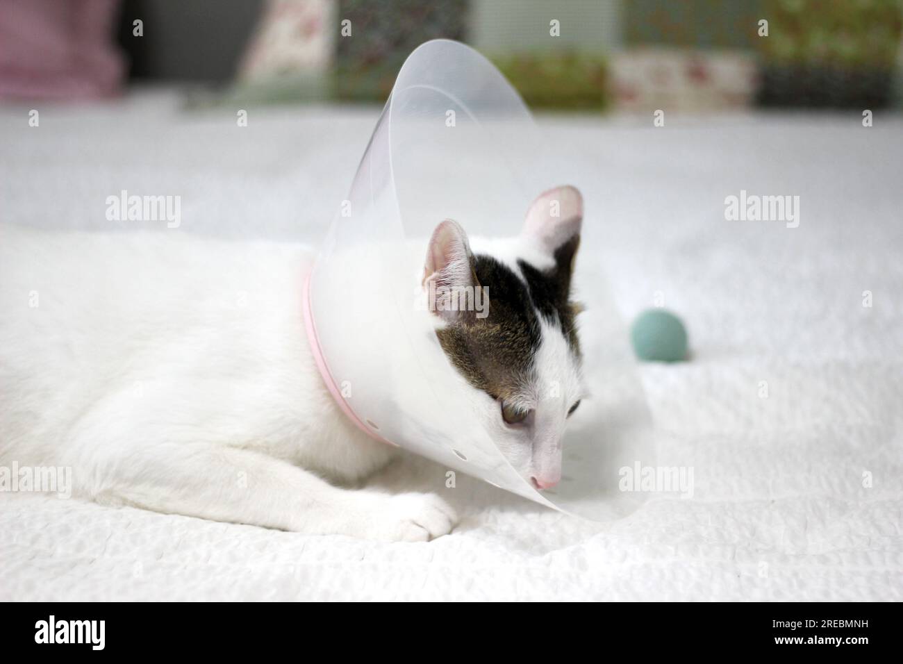 Japanese bobtail little cat with Elizabethan collar after spay surgery