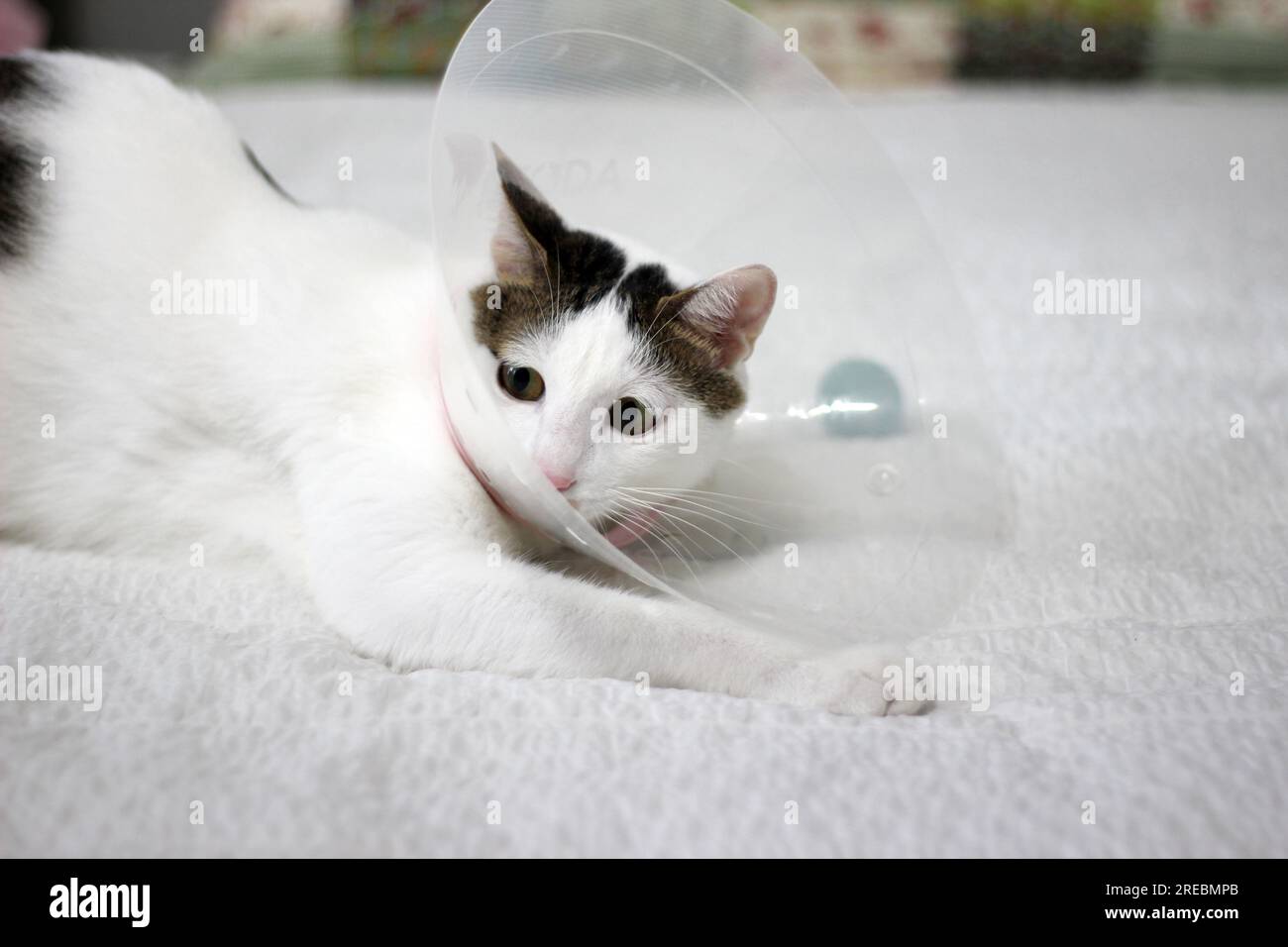 Japanese bobtail little cat with Elizabethan collar after spay surgery