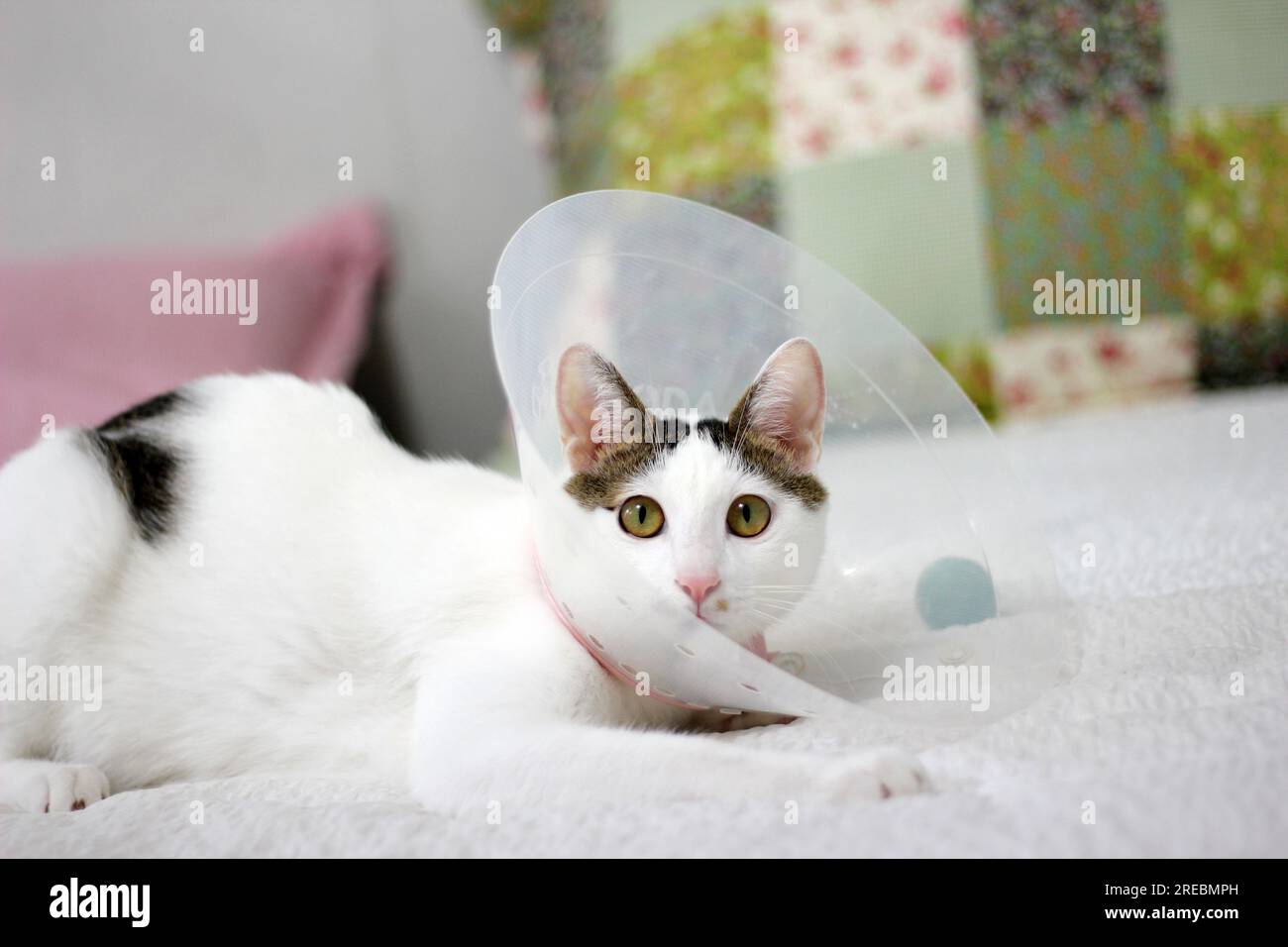 Japanese bobtail little cat with Elizabethan collar after spay surgery