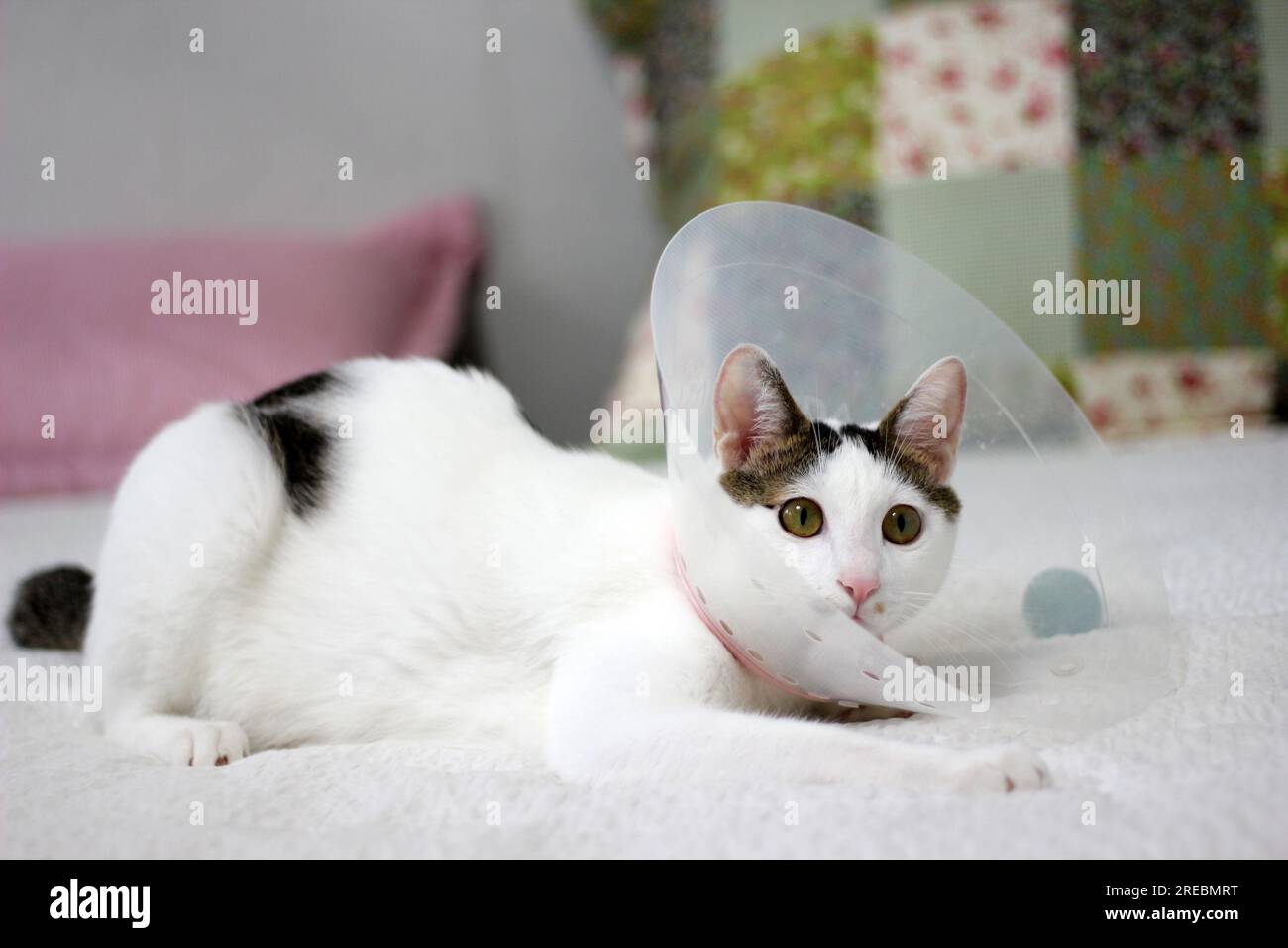 Japanese bobtail little cat with Elizabethan collar after spay surgery