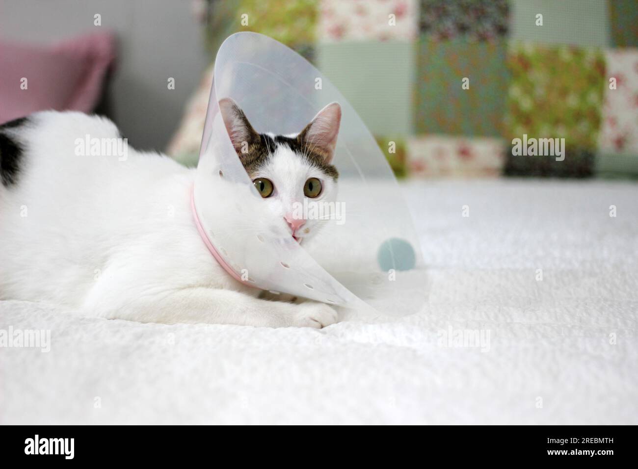 Japanese bobtail little cat with Elizabethan collar after spay surgery