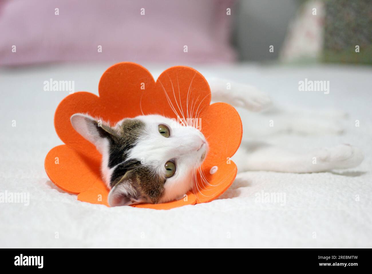 Japanese bobtail little cat with Elizabethan collar after spay surgery