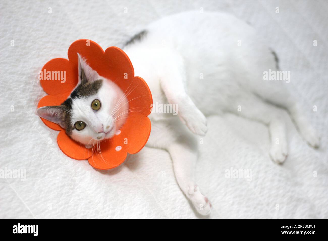 Japanese bobtail little cat with Elizabethan collar after spay surgery