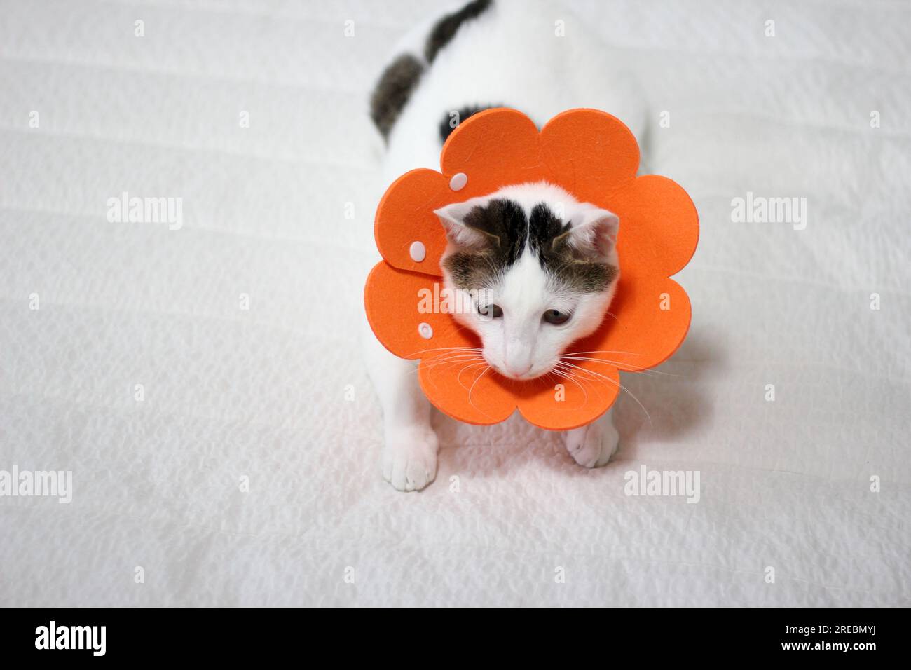 Japanese bobtail little cat with Elizabethan collar after spay surgery