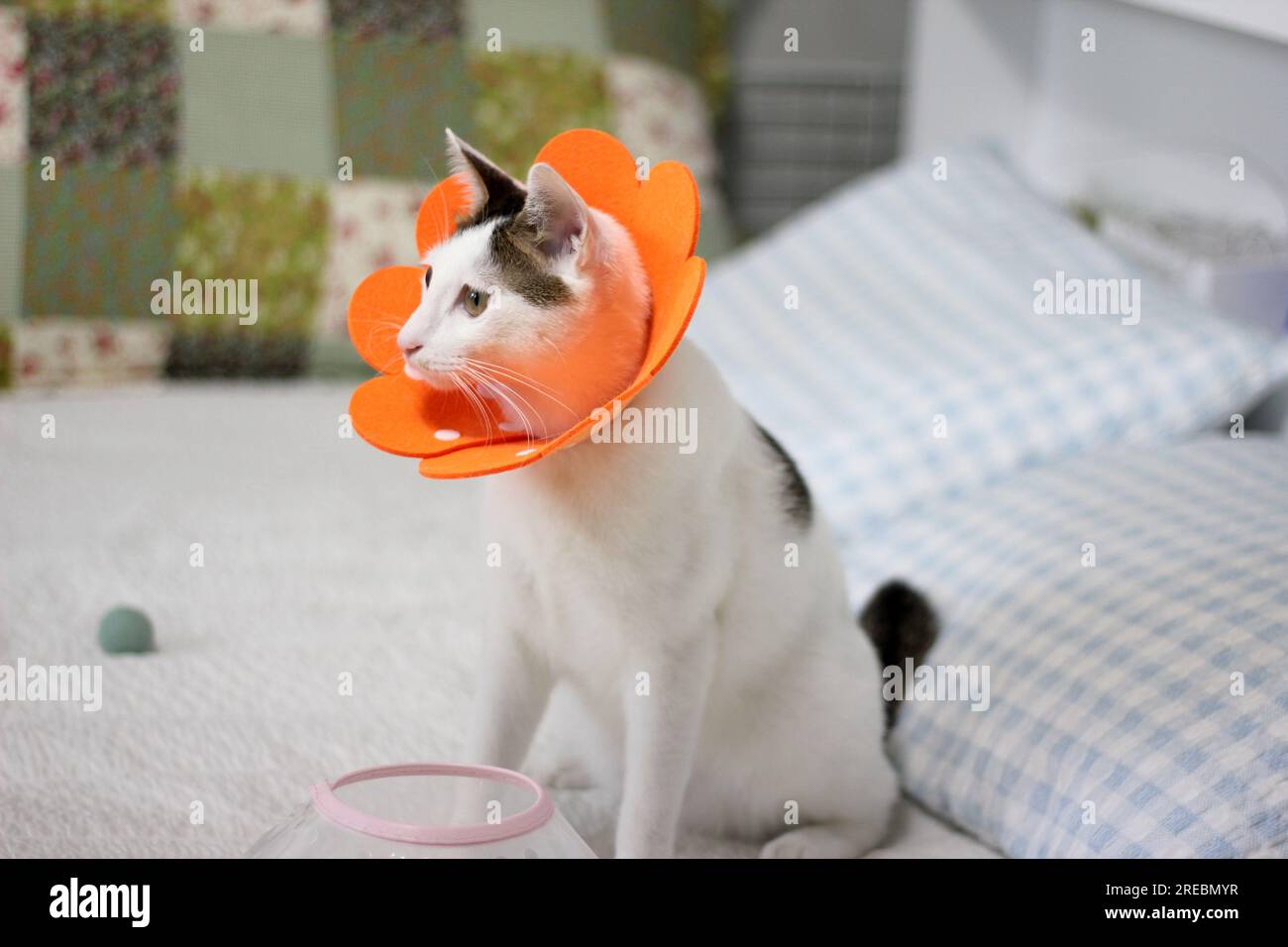 Japanese bobtail little cat with Elizabethan collar after spay surgery
