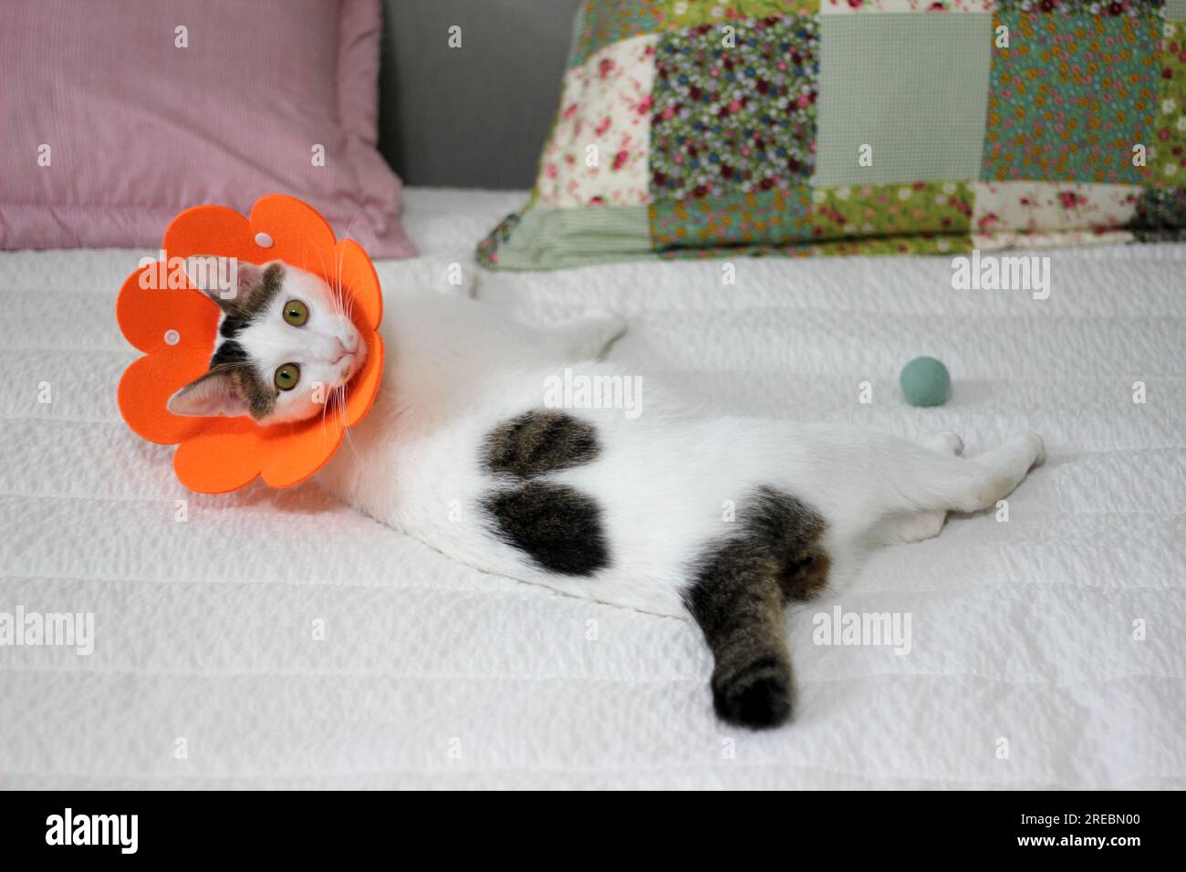Japanese bobtail little cat with Elizabethan collar after spay surgery