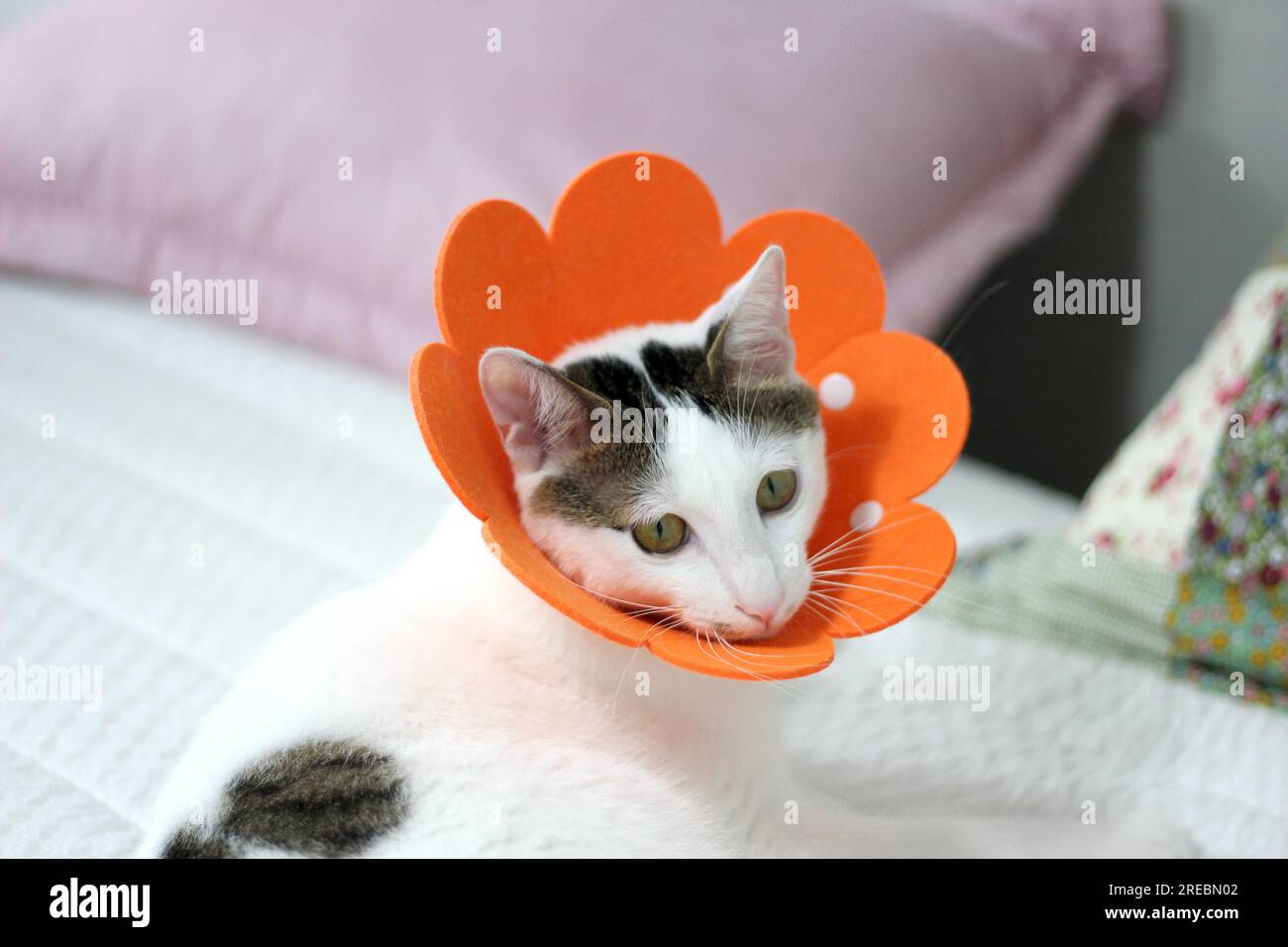 Japanese bobtail little cat with Elizabethan collar after spay surgery