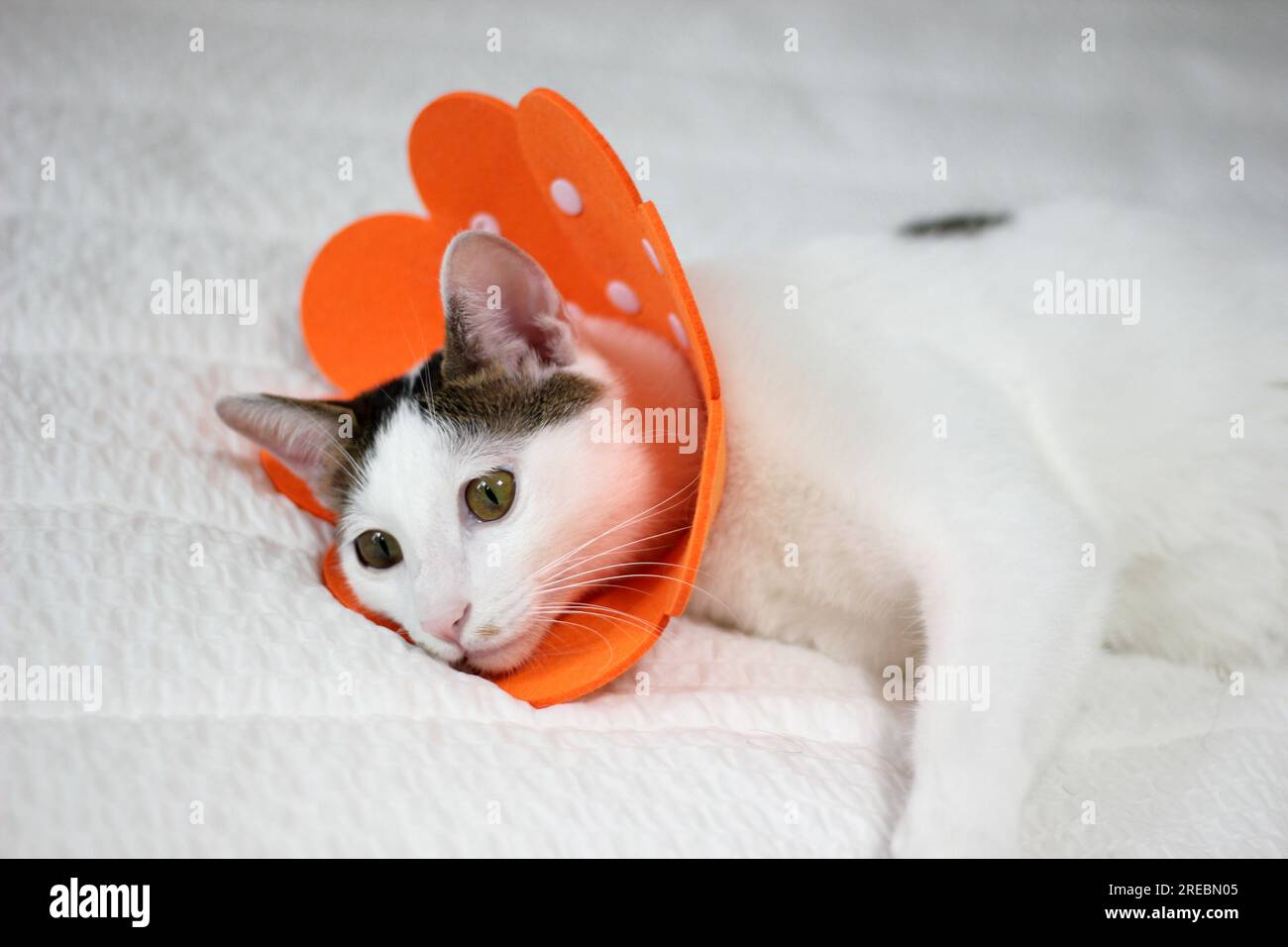 Japanese bobtail little cat with Elizabethan collar after spay surgery