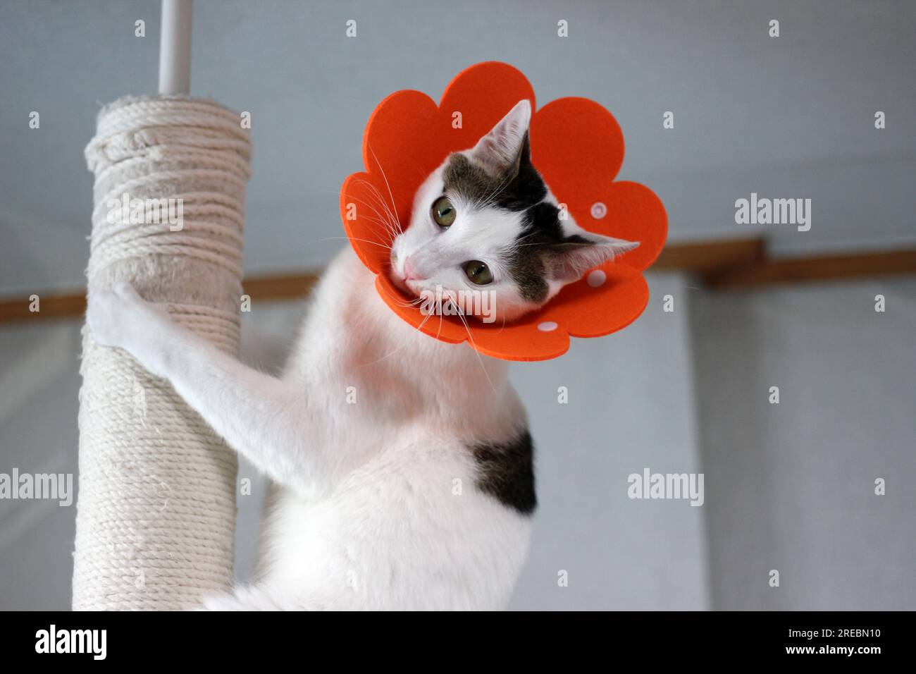 Japanese bobtail little cat with Elizabethan collar after spay surgery