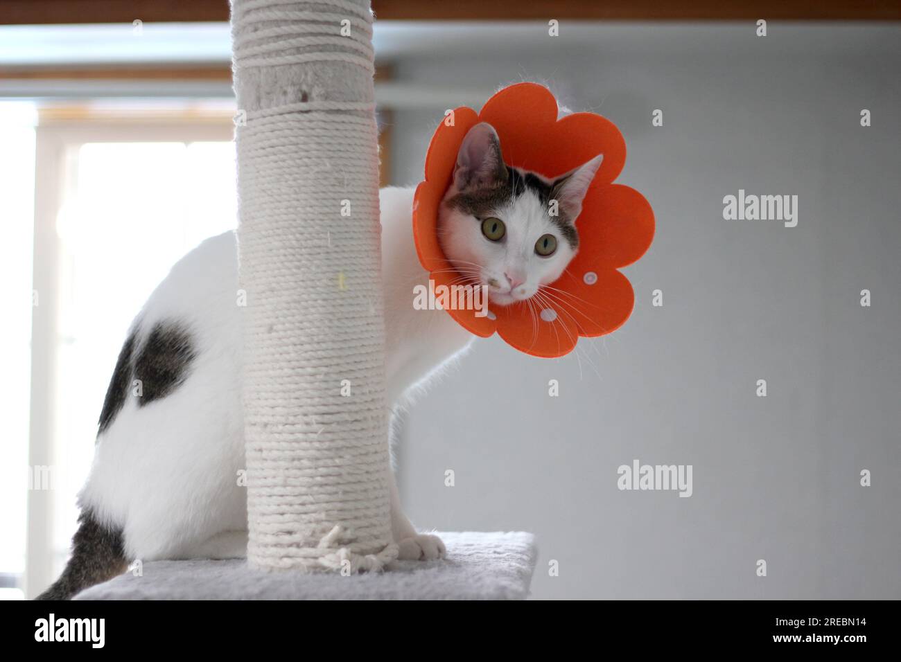 Japanese bobtail little cat with Elizabethan collar after spay surgery