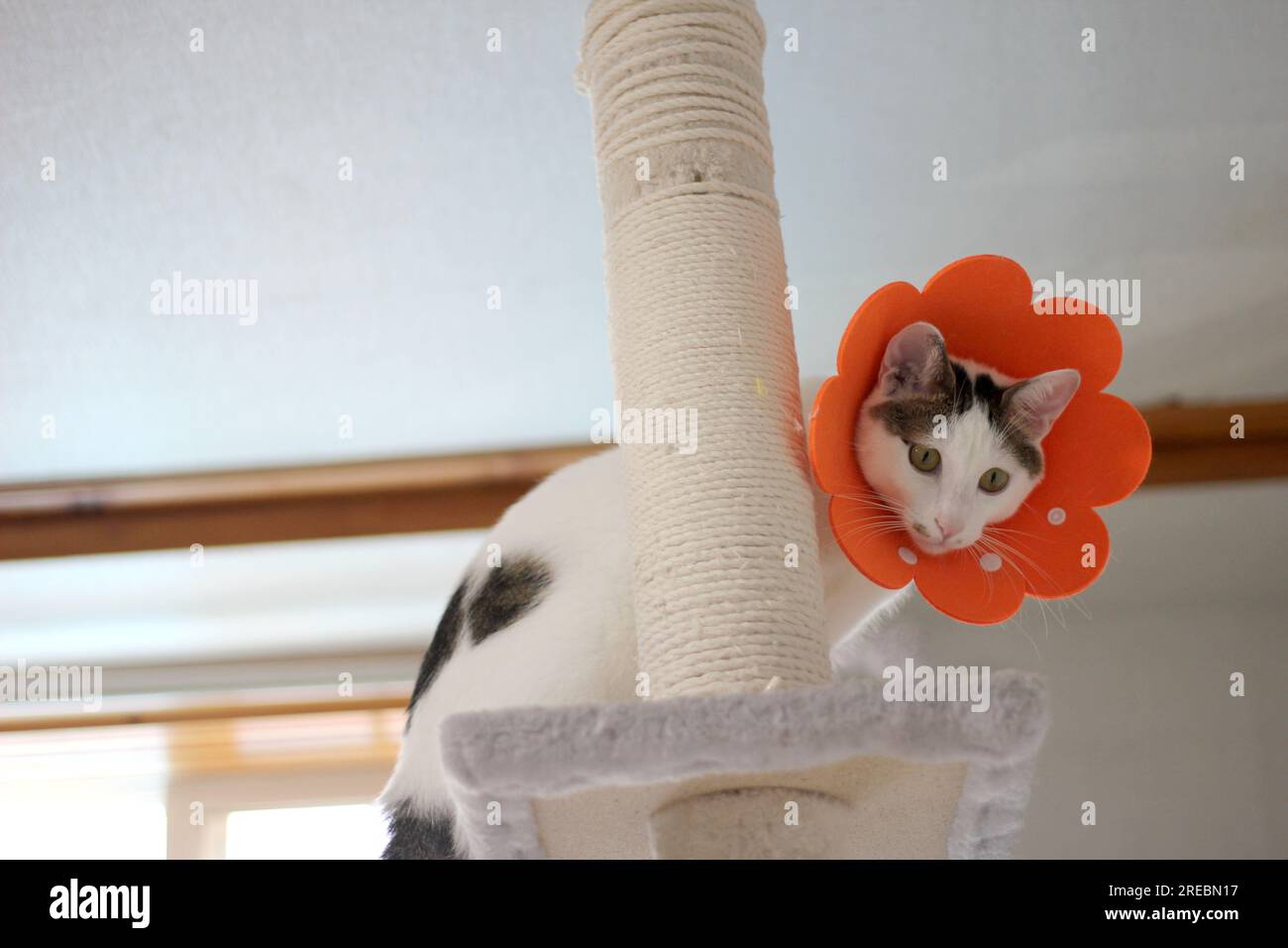 Japanese bobtail little cat with Elizabethan collar after spay surgery