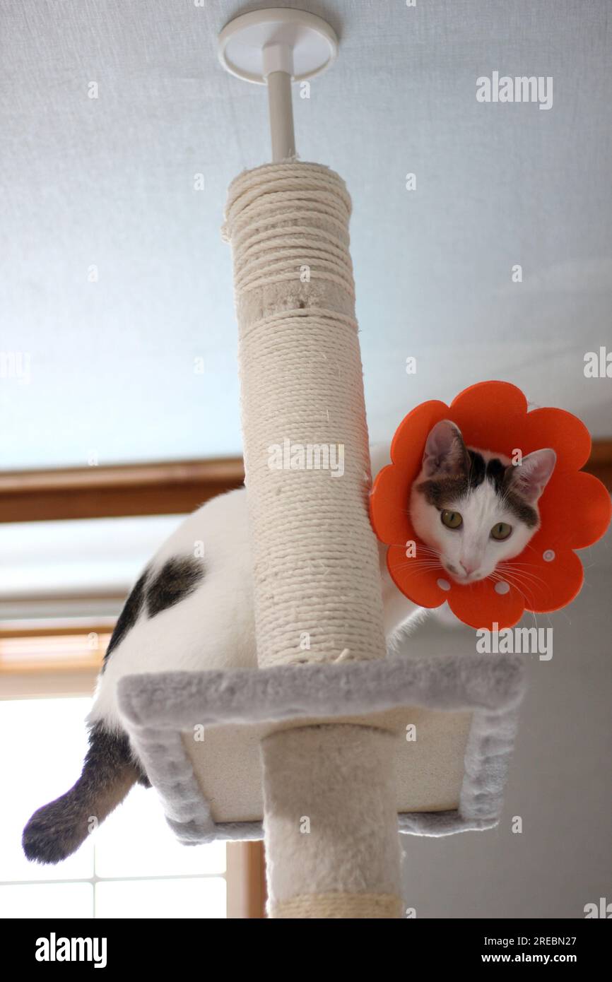 Japanese bobtail little cat with Elizabethan collar after spay surgery