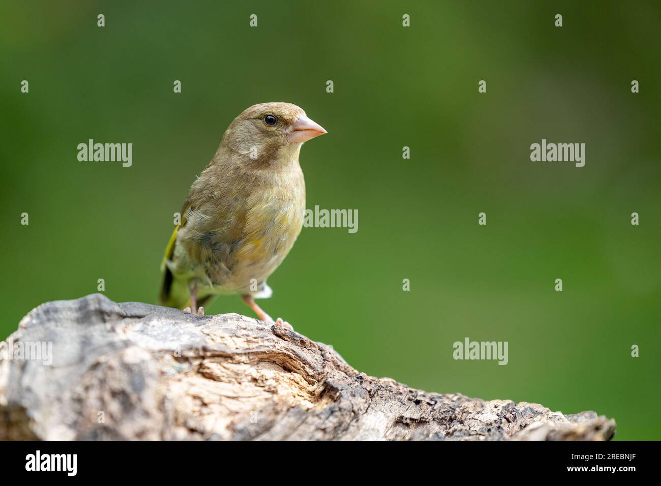 Adult female greenfinch (Chloris chloris) perched on wood - Yorkshire, UK, July, Summer Stock Photo
