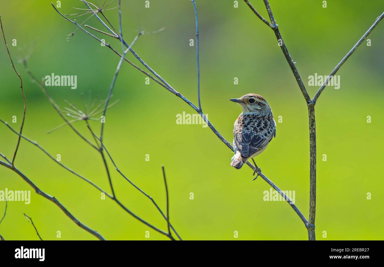 Whinchat (Saxicola rubetra) is a bird that lives in meadows that spread to wetlands. It lives in suitable habitats in Asia, Europe and Africa. Stock Photo