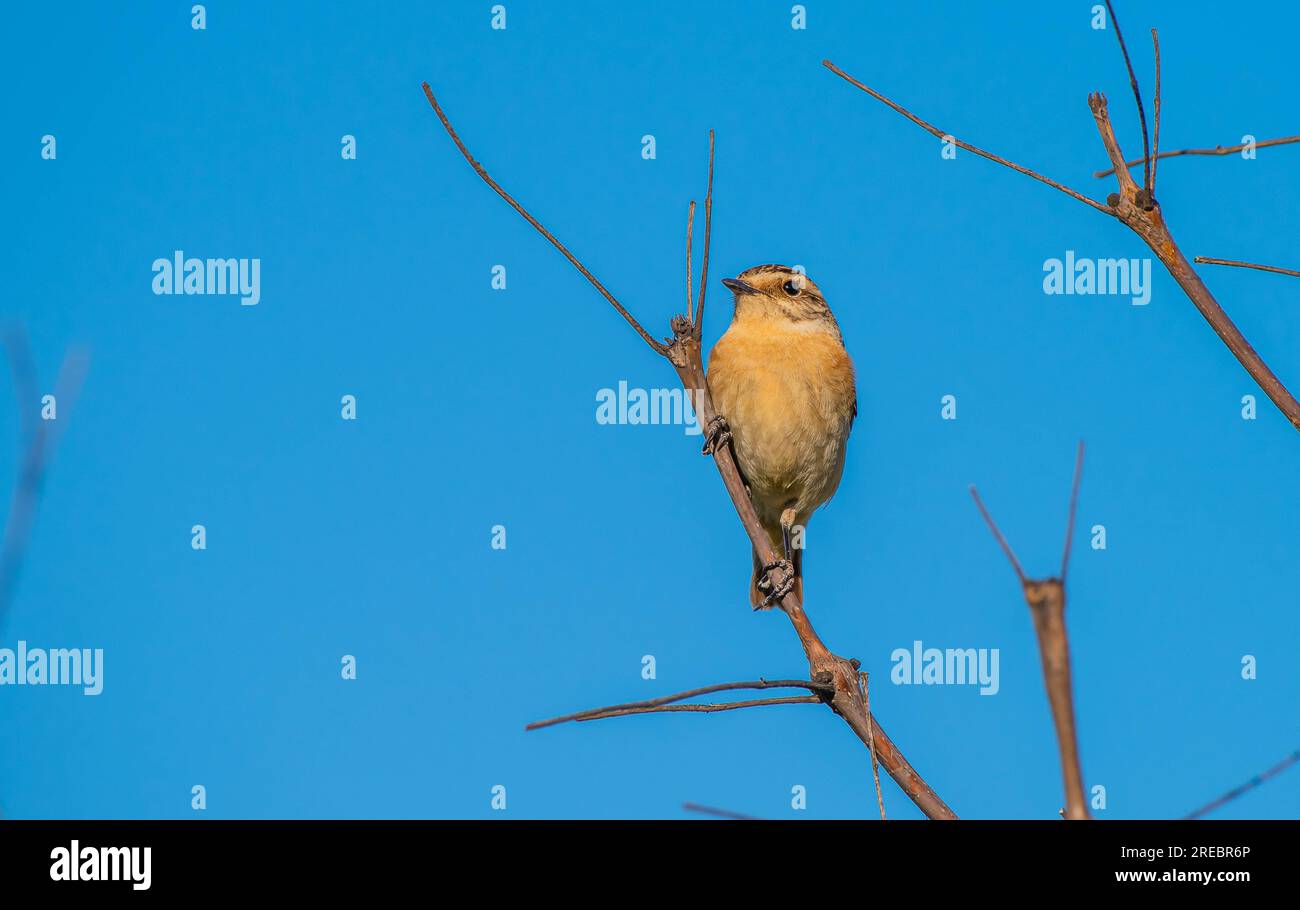 Whinchat (Saxicola rubetra) is a bird that lives in meadows that spread to wetlands. It lives in suitable habitats in Asia, Europe and Africa. Stock Photo