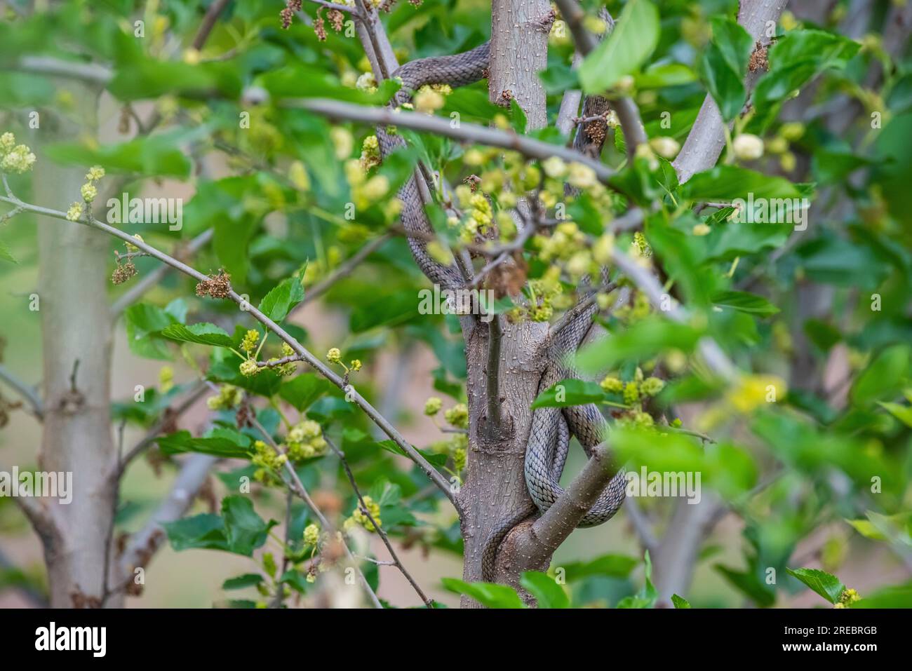 The black whip snake (Dolichophis jugularis) lives in its natural