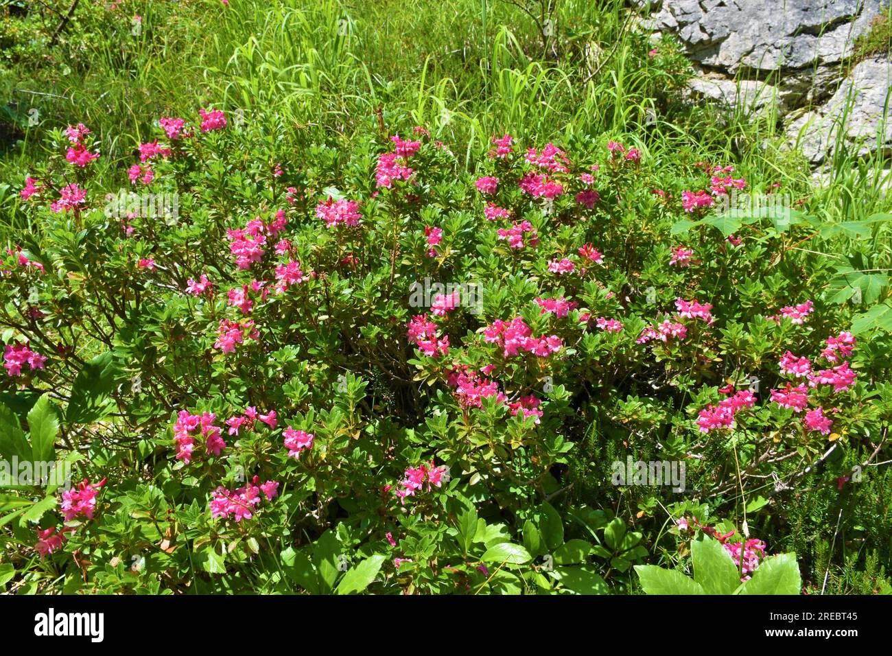 Pink flowering alpenrose (Rhododendron hirsutum) bush Stock Photo