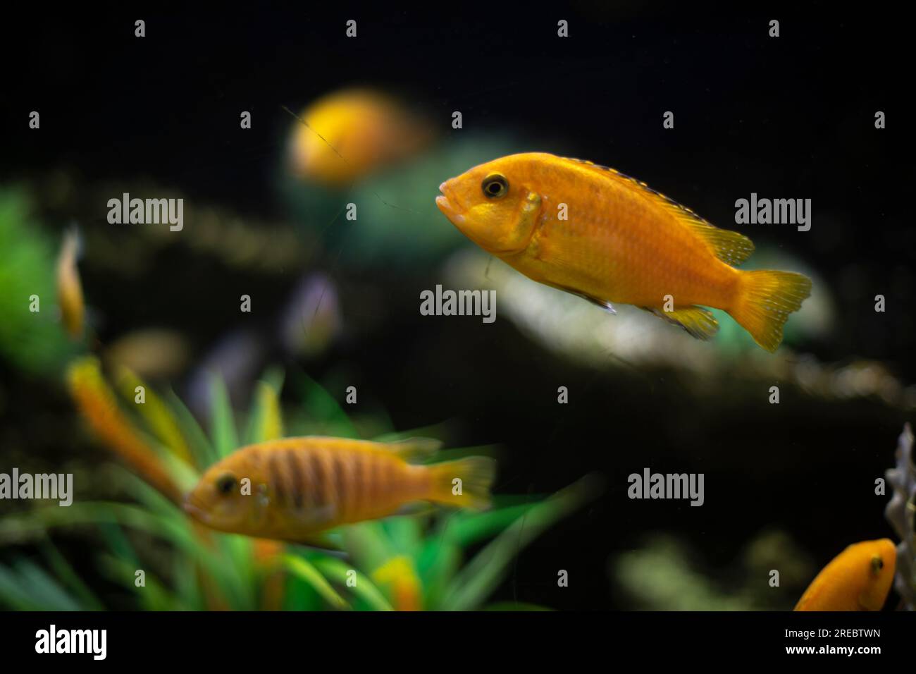 Goldfish in water. Flora and fauna in aquarium. Fish swim in sea. Calm