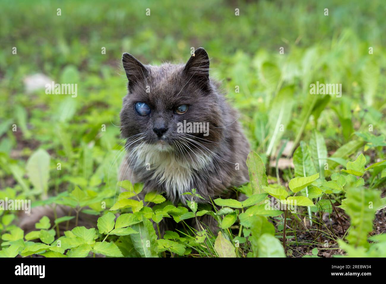 Old black cat with blind eyes sitting in green grass Stock Photo Alamy