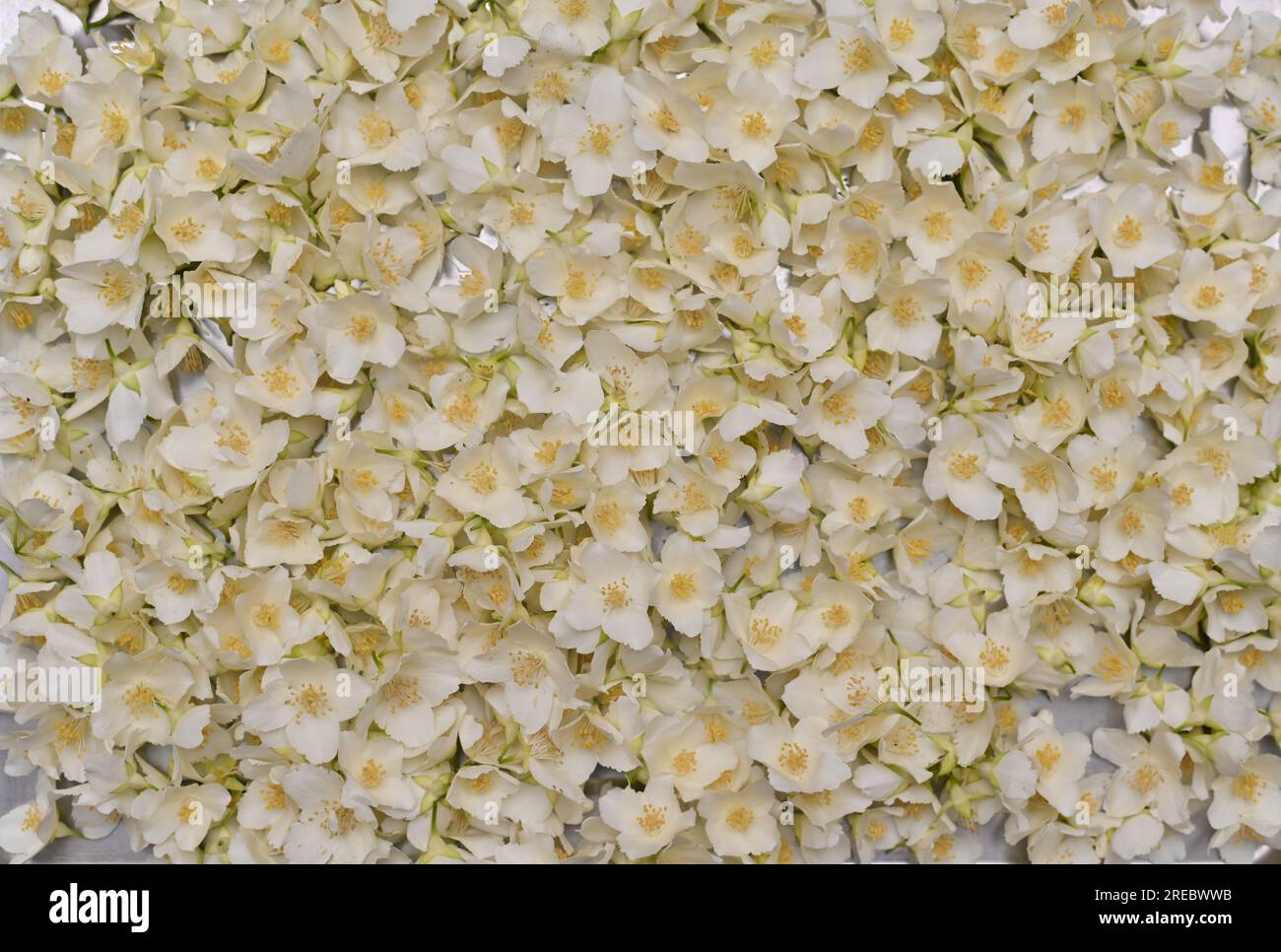 Jasmine flower top view texture background Stock Photo - Alamy