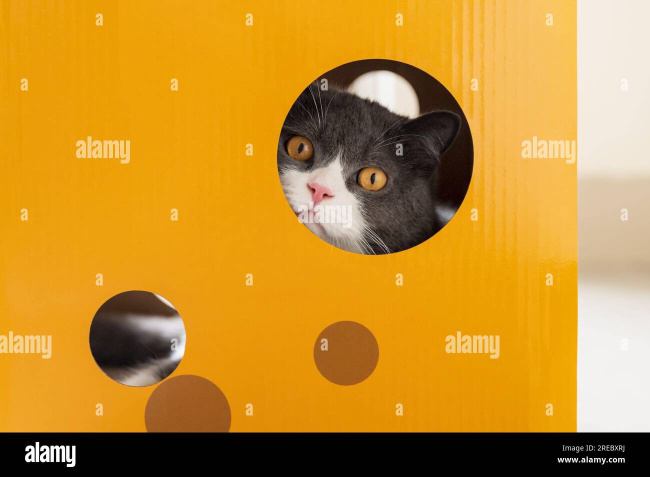 British shorthair cat inside a cardboard box cat litter Stock Photo Alamy