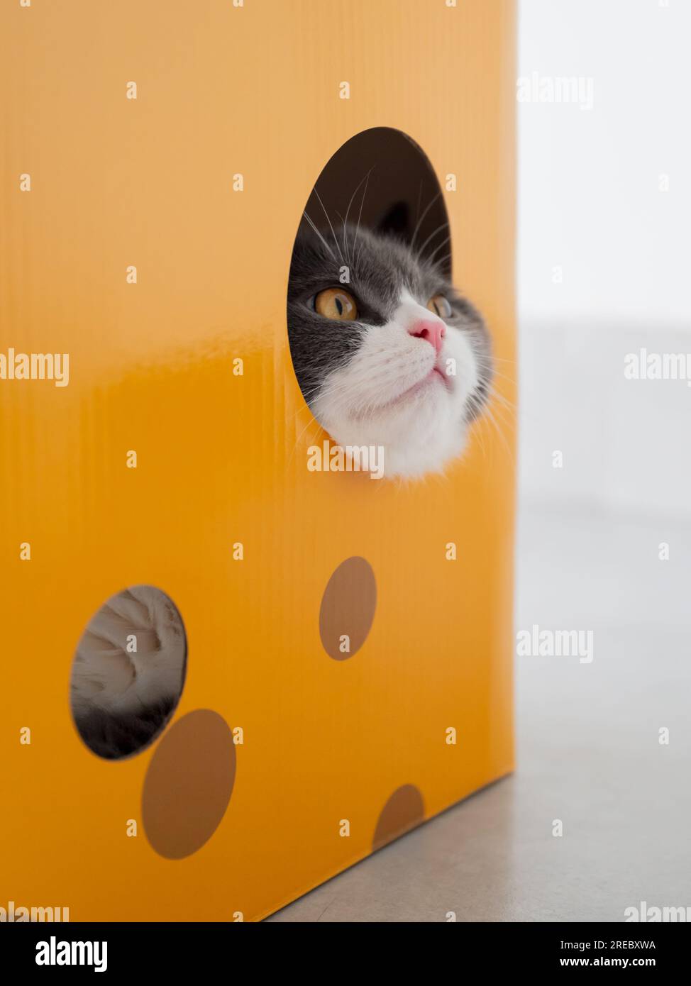 British shorthair cat inside a cardboard box cat litter Stock Photo Alamy