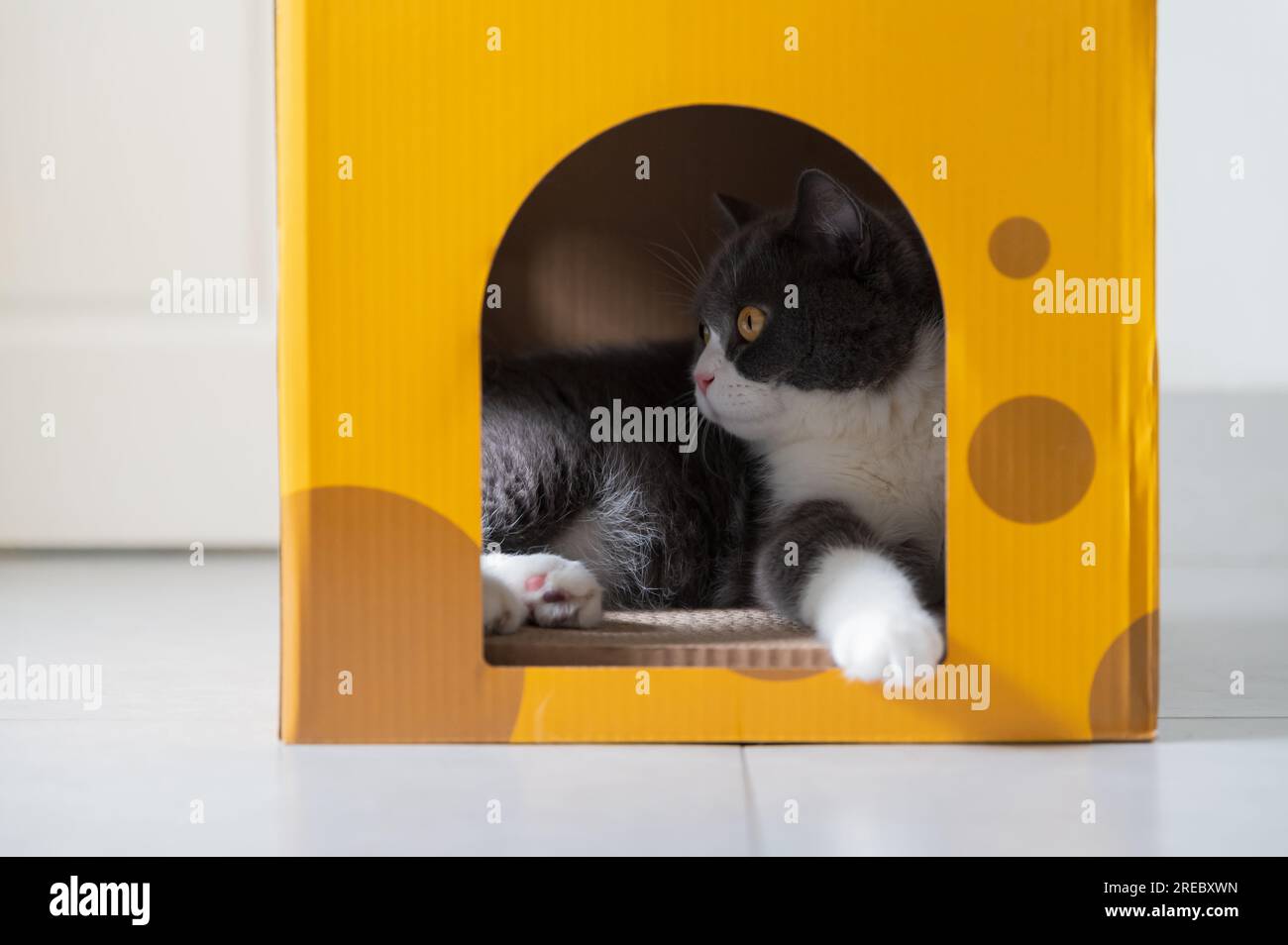 British shorthair cat inside a cardboard box cat litter Stock Photo Alamy