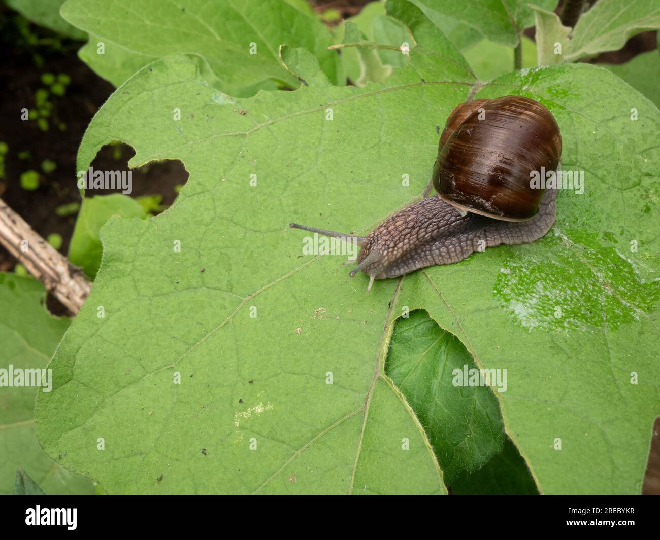 Hungry snail devours a leaf of garden eggplant and secretes mucus. Agricultural pest problem. Plant damage concept Stock Photo