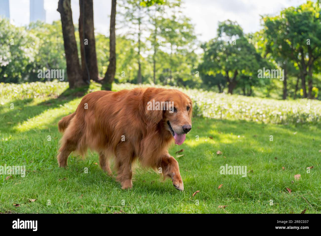 Golden retriever walks on hi-res stock photography and images - Alamy