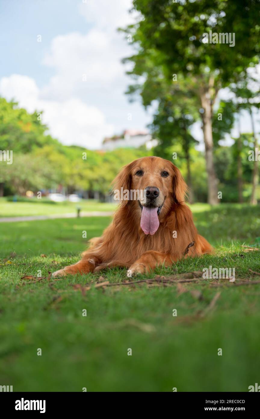 Golden Retriever lying on grass in park Stock Photo - Alamy