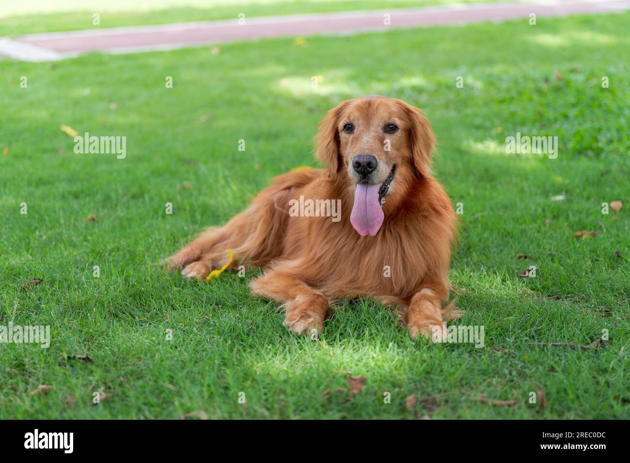 Golden Retriever lying on grass in park Stock Photo - Alamy