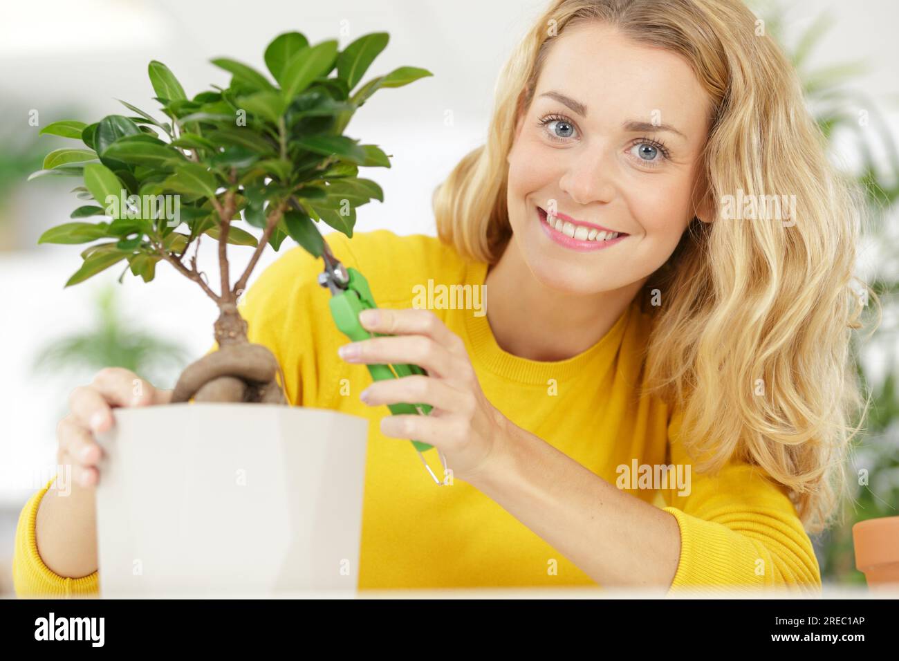 gardening woman trimming spruce tree Stock Photo Alamy