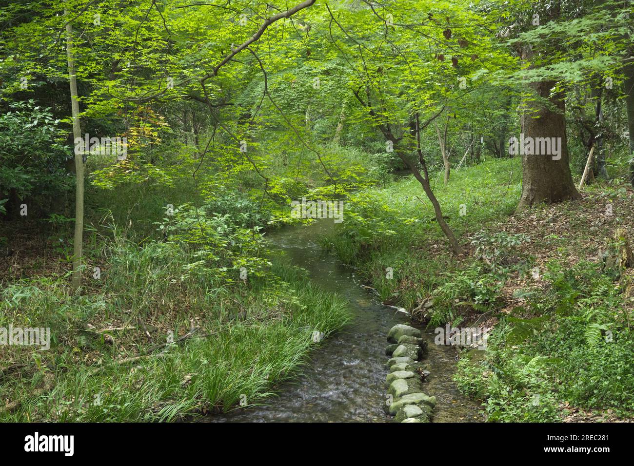 Shimogamo temple hi-res stock photography and images - Alamy