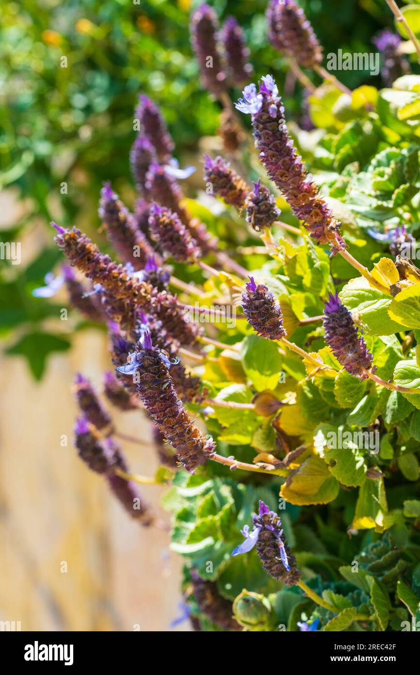 Closeup view of Plectranthus neochilus, also known as Lobster Bush. Flower of Plectranthus Neochilus on the blurred background. Catalonia, Spain Stock Photo