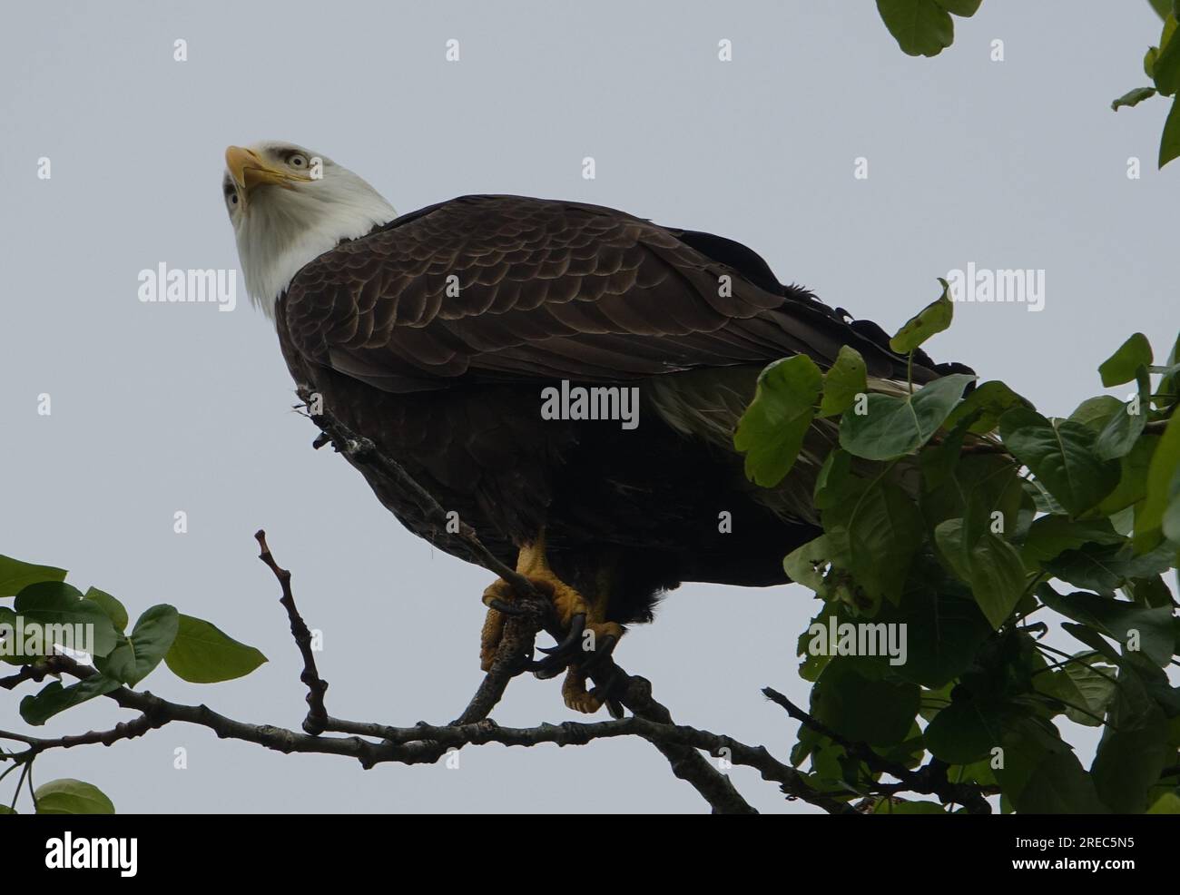 Bald Eagle in a tree Stock Photo - Alamy