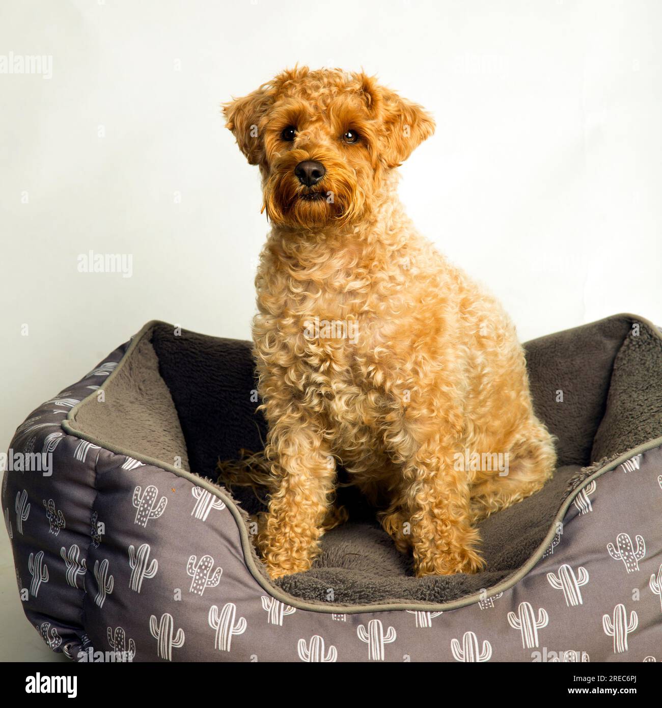 A schnoodle dog sitting in its bed Stock Photo
