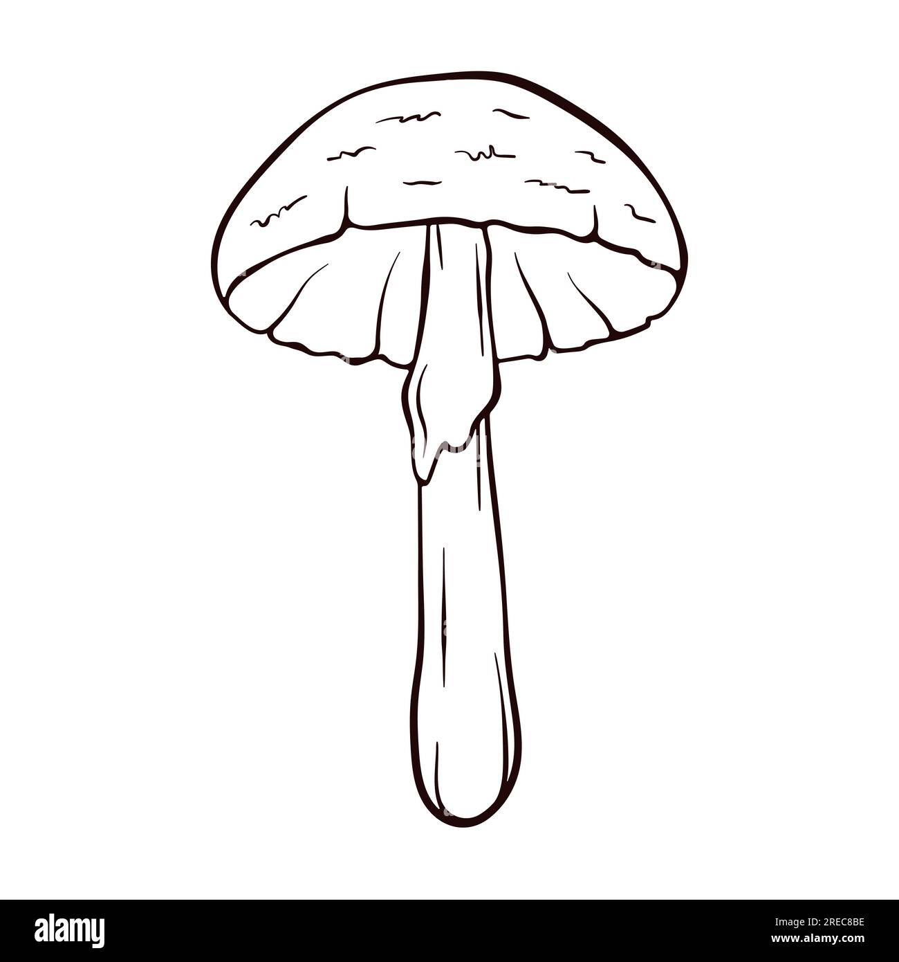 destroying angel mushroom images and clipart