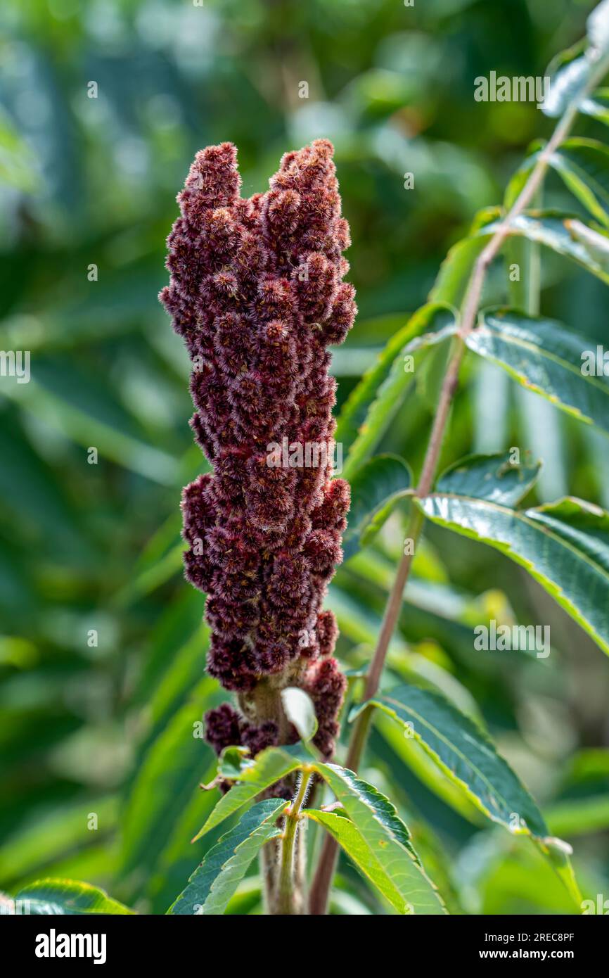 staghorn sumac tree big red flower in garden Stock Photo Alamy