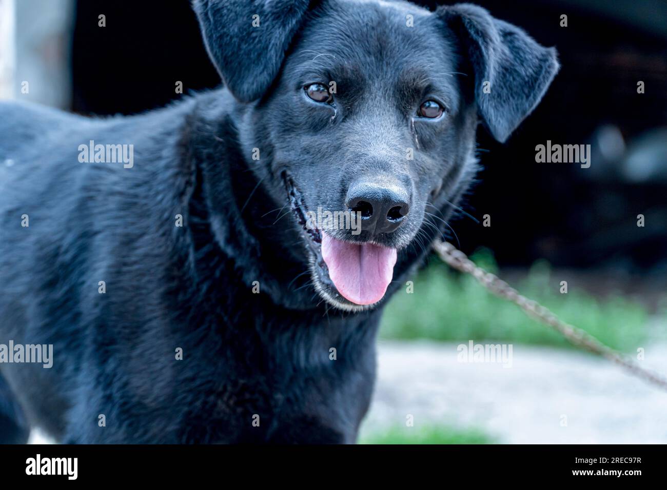 dog muzzle leash dog muzzle leash