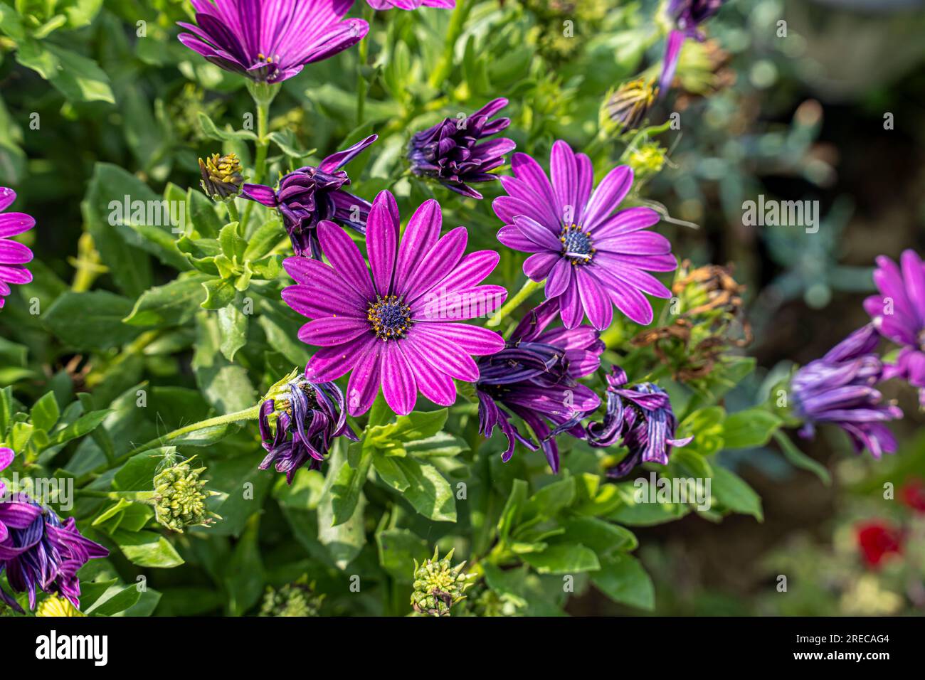 Flowers of Symphyotrichum novae-angliae, Commonly known as New England aster, hairy Michaelmas-daisy, or Michaelmas daisy Stock Photo