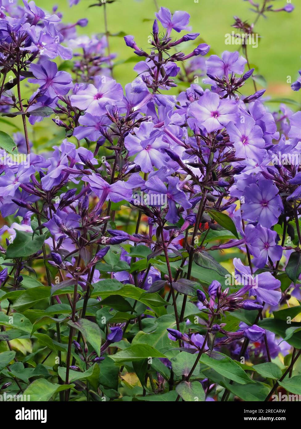 Blue flowers of the fragrant, hardy perennial border plant, Phlox paniculata 'Blue Paradise' Stock Photo