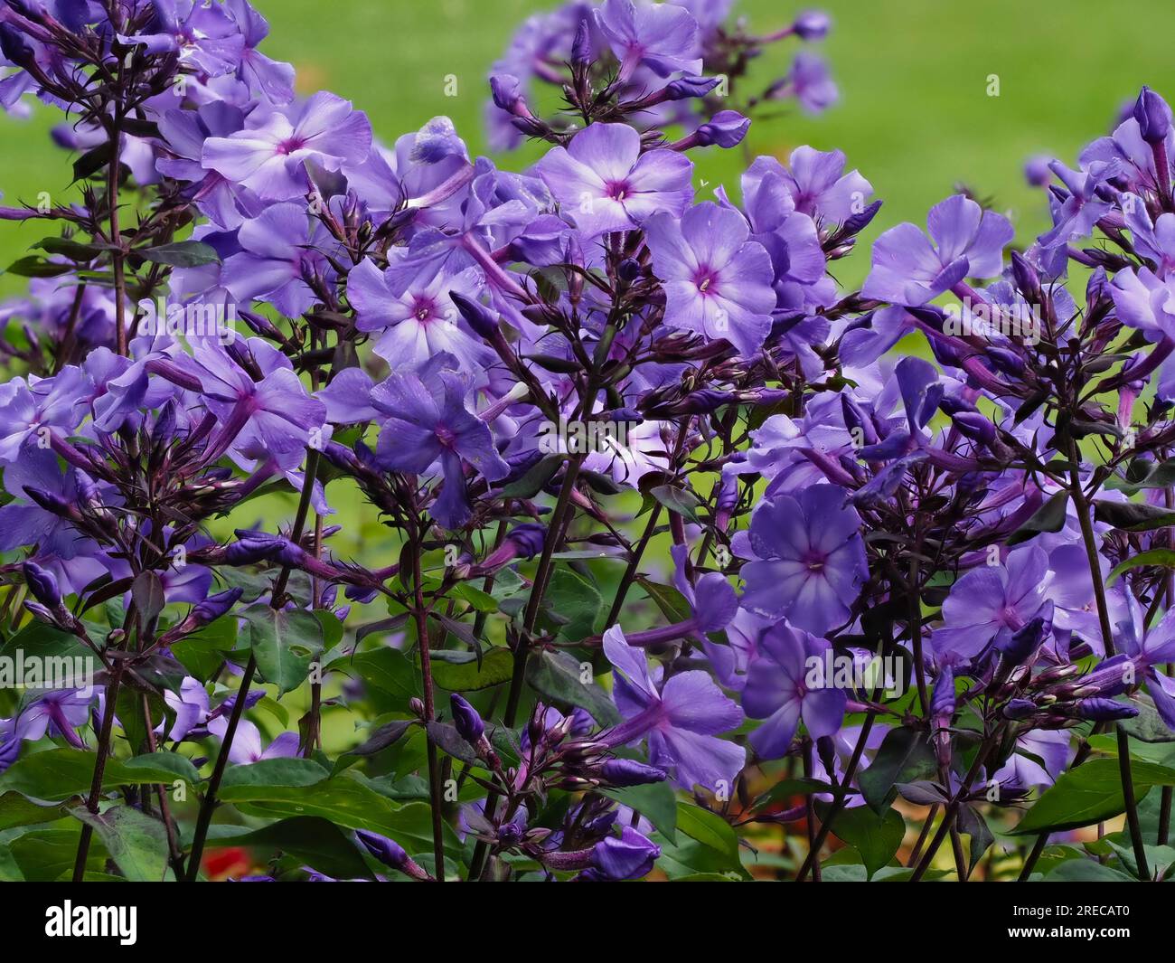 Blue flowers of the fragrant, hardy perennial border plant, Phlox paniculata 'Blue Paradise' Stock Photo