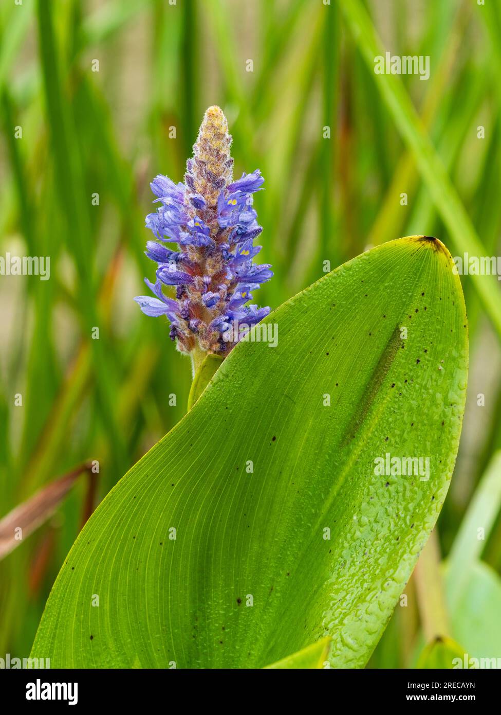 Flower spike and and foliage of the hardy perennial marginal aquatic Pickerel weed, Pontederia cordata Stock Photo