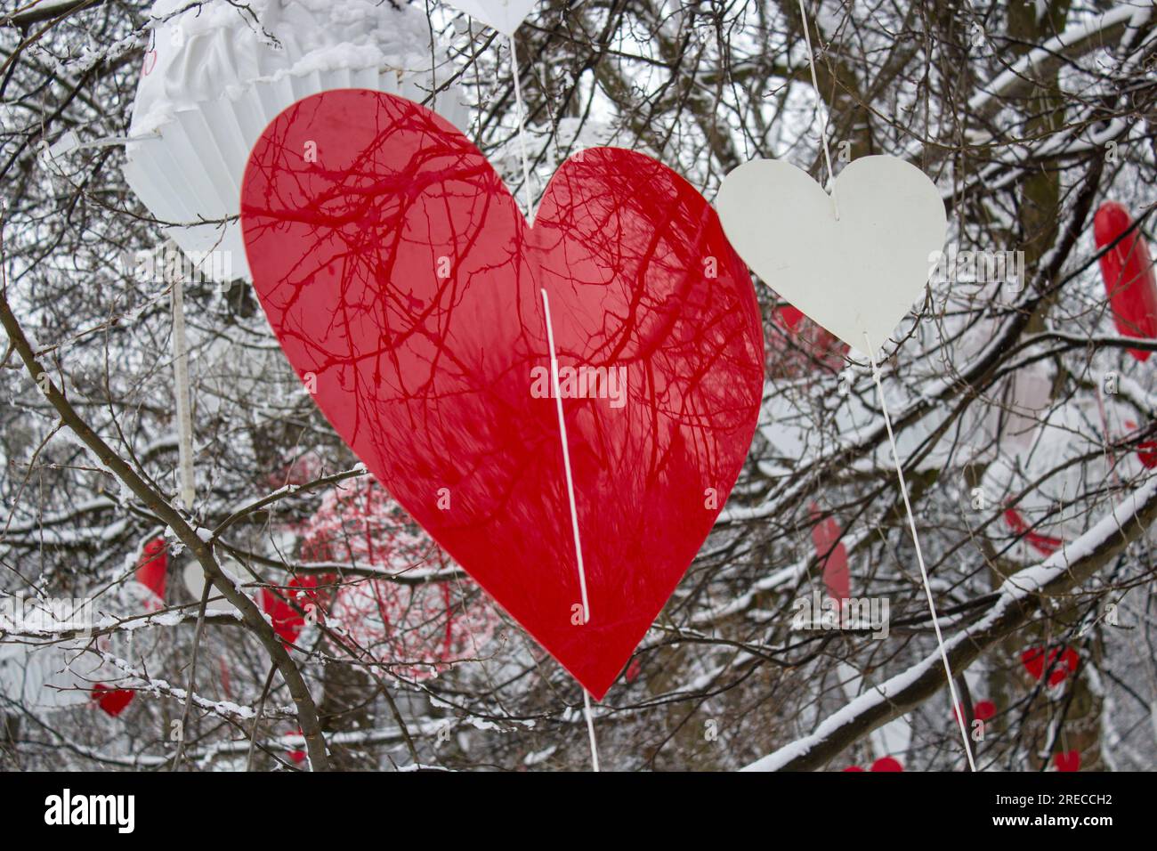 Red Heart Shape Decor Hanging on Coconut Tree in Front of Sea Stock Photo -  Image of nature, environment: 229855910