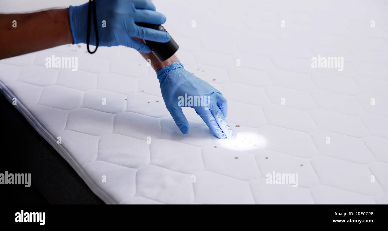 Bed Bug Infestation And Treatment Service. Bugs Extermination Stock