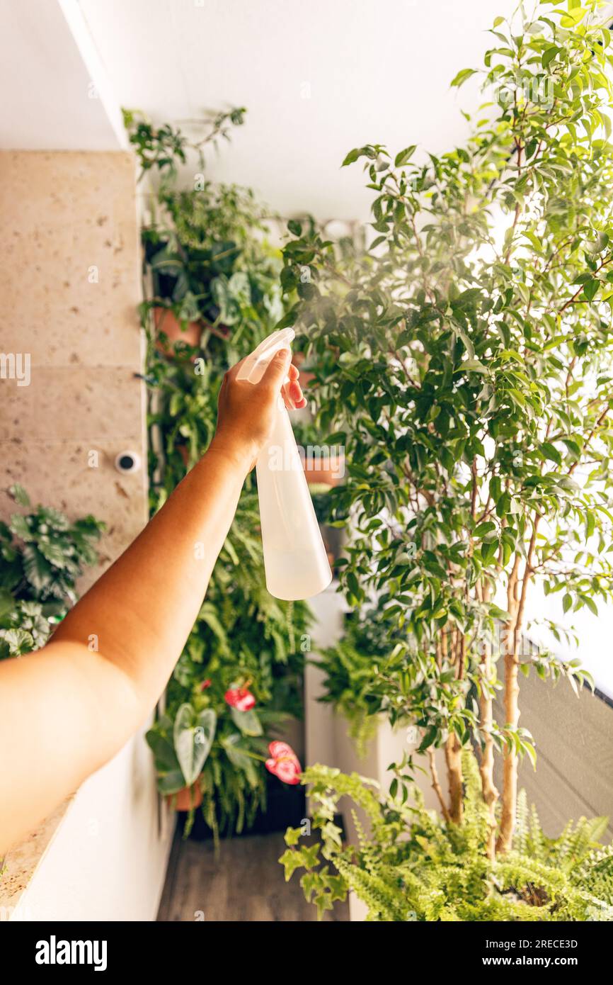 Woman sprays water on a potted plant from a plastic bottle in the urban jungle balcony Stock Photo