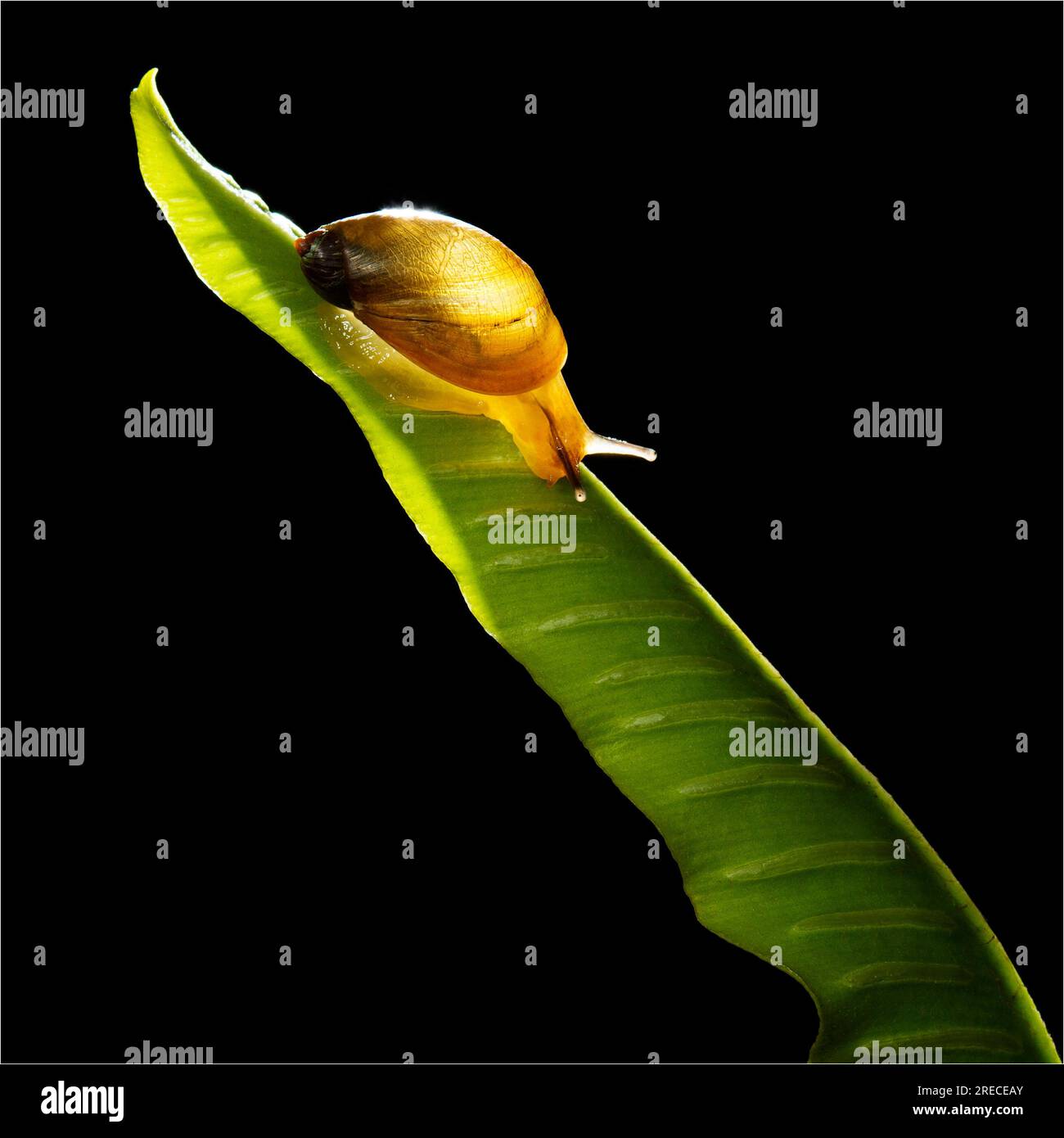 Amber snail, Succinea putris Stock Photo