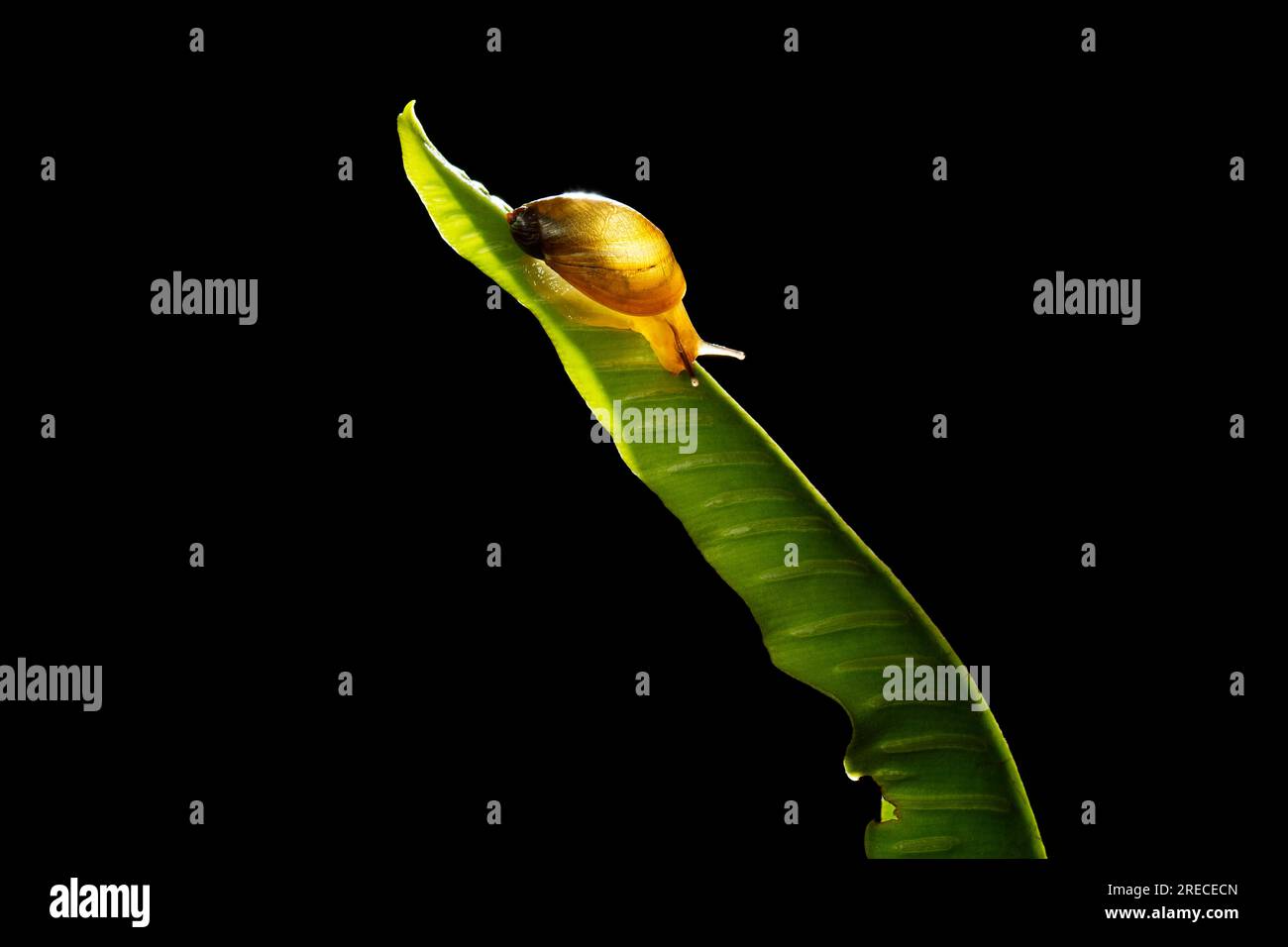 Amber snail, Succinea putris Stock Photo
